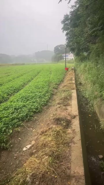 澧县鱼腥草根