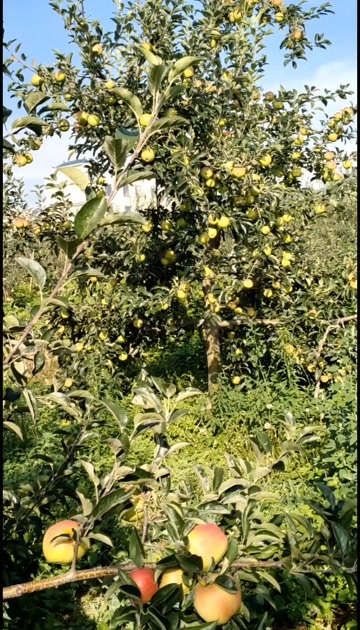 昭通昭通201苹果，香甜脆，微果酸，2025新鲜应季现以上市售卖