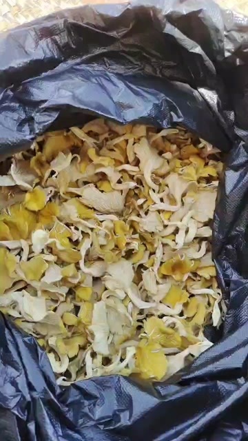 禄劝县鸡油菌