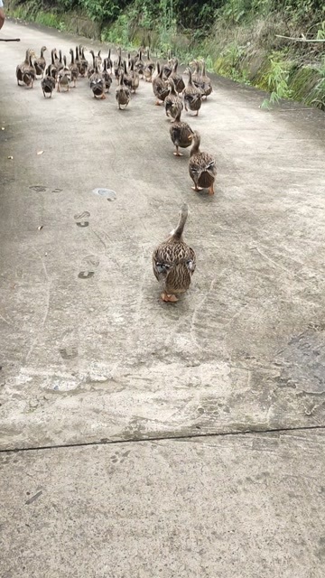 重庆市土鸭