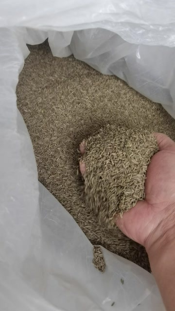 岳普湖县新疆天然孜然产地直销