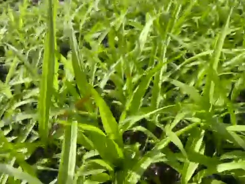 盘州市白芨苗