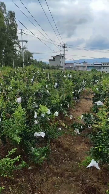 姚安县石榴