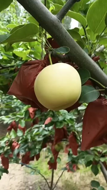兰考县皇冠梨