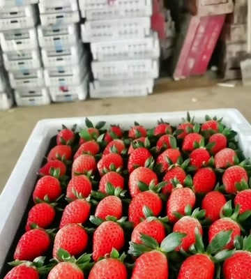 济南草莓苗