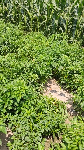 介休市辣椒
