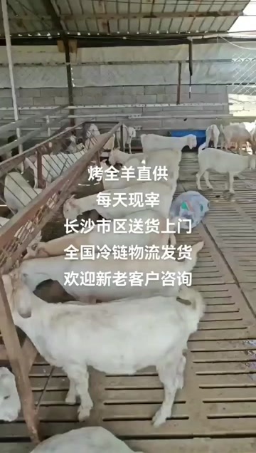 长沙白条羊