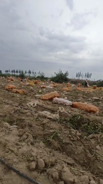 武威土豆