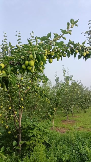 绥中县梨