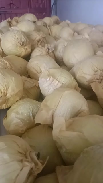 砀山县皇冠梨