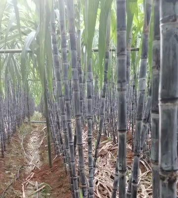 龙州县广西黑皮甘蔗