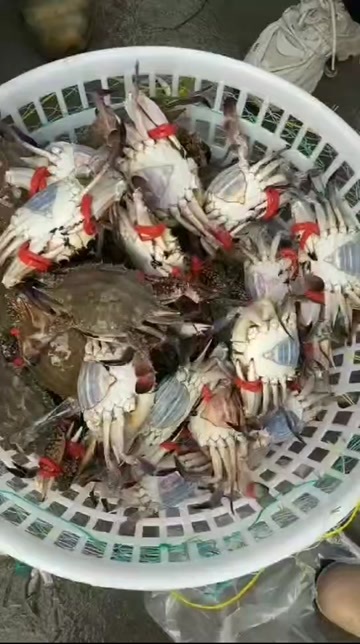 日照精品大公
