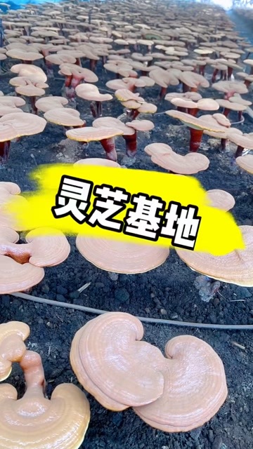 抚松县灵芝孢子粉原粉