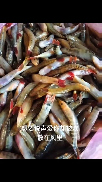 金平县小黄鱼