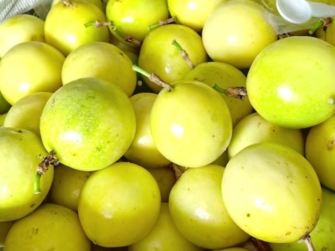 桂林黄金百香果
