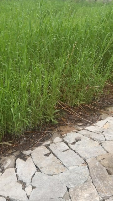 芦苇苗 微山湖芦苇苗