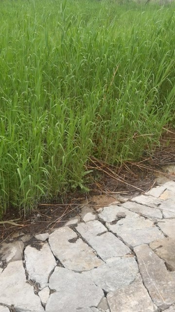 微山县芦苇苗 微山湖芦苇苗