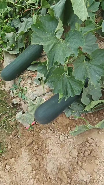 保定冬瓜