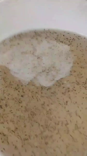 漳州虾苗