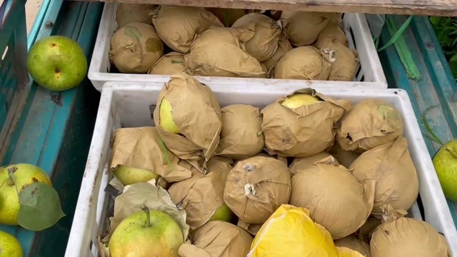 梁山县翠玉梨