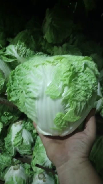 邯郸黄心大白菜