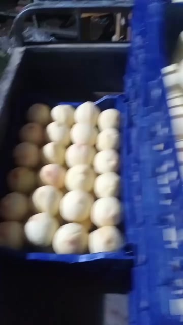 泊头市白桃