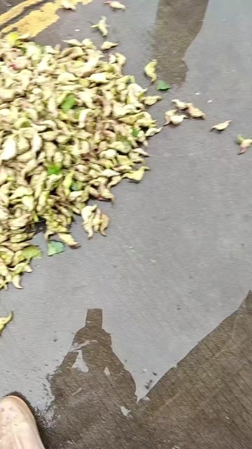 仙桃市菱角