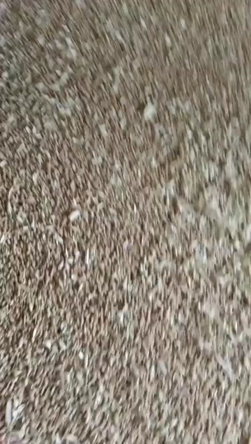 汝州市小麦