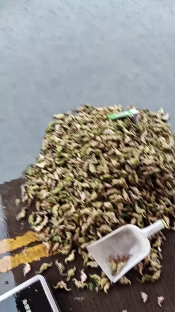 仙桃市菱角