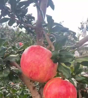 会泽县突尼斯软籽