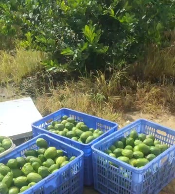 翁源县香水柠檬