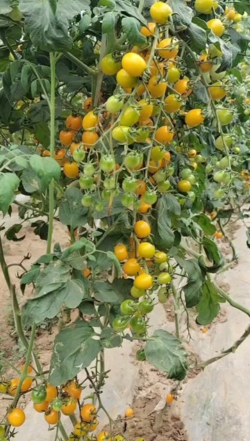 灵宝市黄番茄