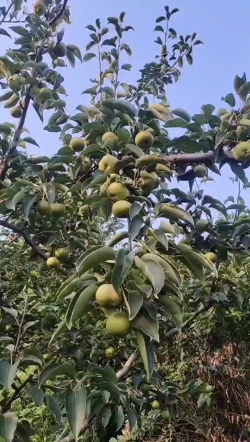 辽阳县苹果梨