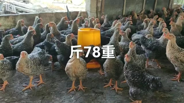 化州市鸡苗