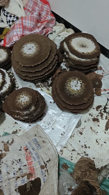 简阳市马蜂蛹