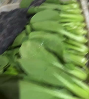 太和县精品 严选 上海青