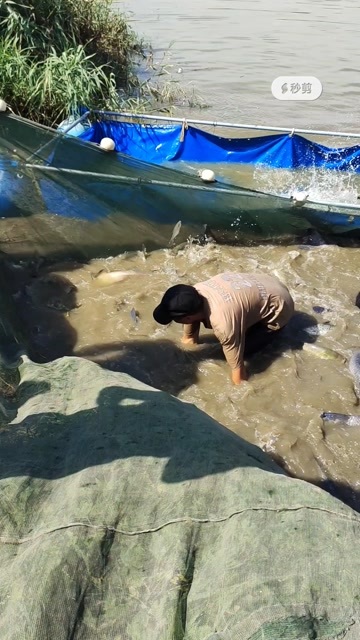 宿迁青鱼