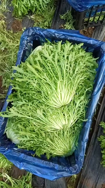 新民市苦菊