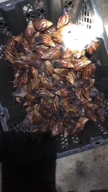  蜗牛
