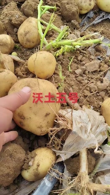 丰镇市土豆