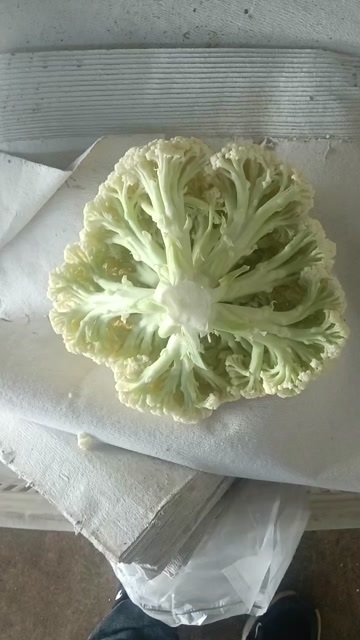张北县白花菜花