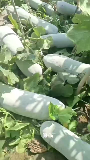 新野县白皮冬瓜