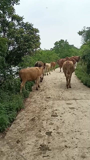 武汉牛