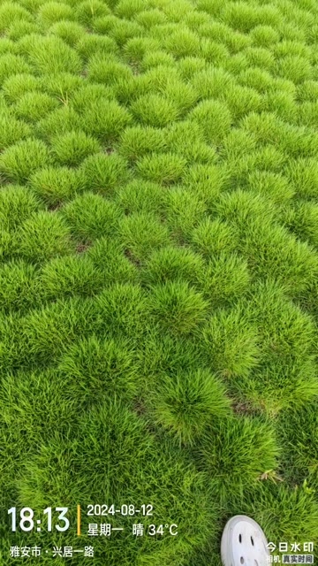雅安草