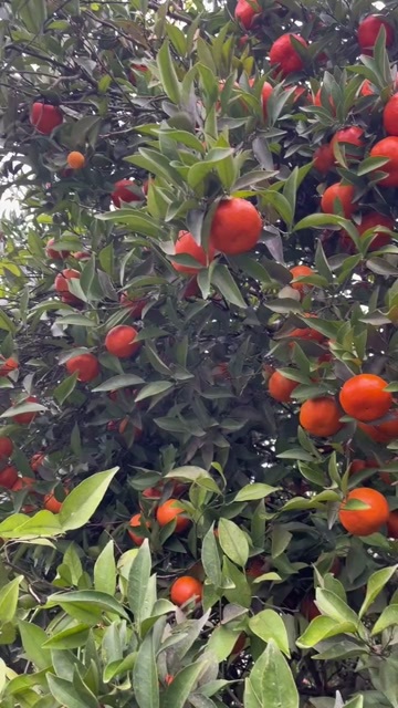 川红橘