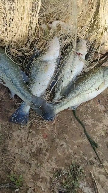 淮南鲈鱼