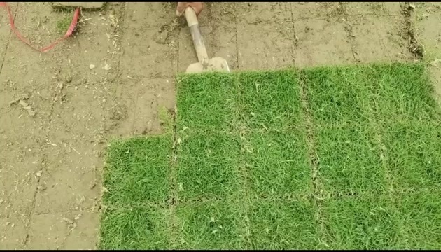富川县马尼拉草