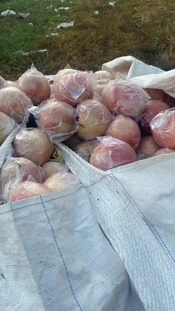 太原山西运城超越毛桃