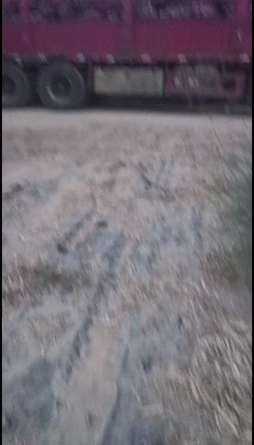 洋葱