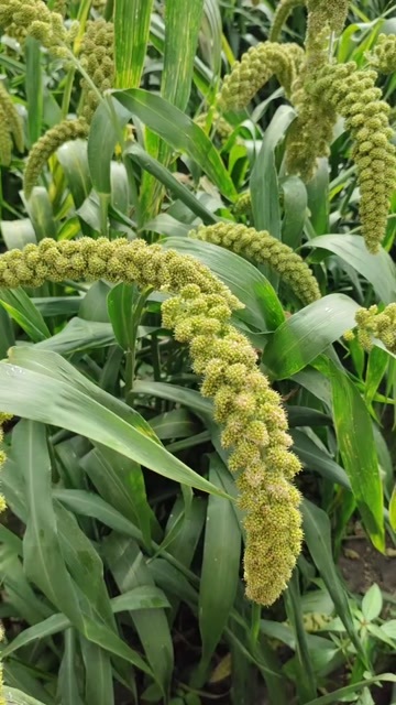 大庆黄小米